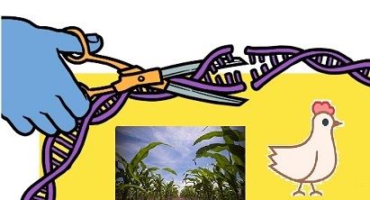 CRISPR ag